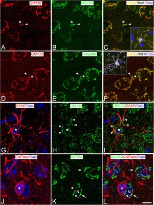 The Golgi Apparatus of Neocortical Glial Cells During Hibernation in the Syrian Hamster